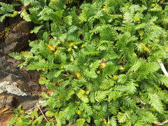 Leptinella plumosa