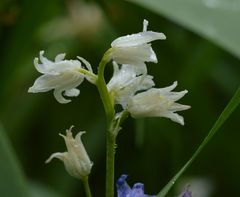 Hyacinthoides hispanica
