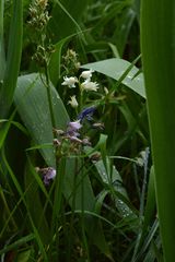 Hyacinthoides hispanica