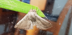 Anthela rubeola