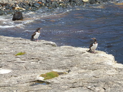 Leucocarbo campbelli