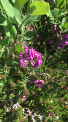 Erica cinerea