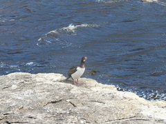 Leucocarbo campbelli