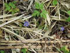 Gentiana zollingeri