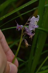 Hyacinthoides hispanica