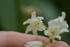 Hyacinthoides hispanica