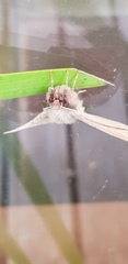 Anthela rubeola
