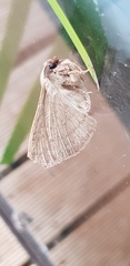 Anthela rubeola