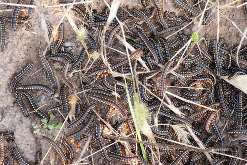 Orthomorphella pekuensis