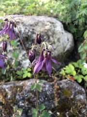 Aquilegia atrata