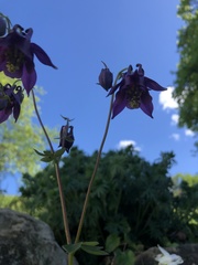 Aquilegia atrata