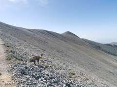 Rupicapra rupicapra balcanica