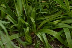 Hyacinthoides hispanica