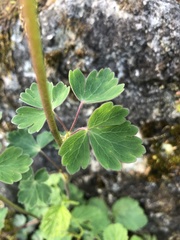 Aquilegia atrata