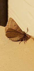 Anthela rubeola