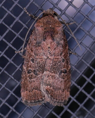 Elaphria fuscimacula