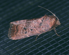 Elaphria fuscimacula