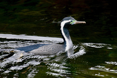 Phalacrocorax punctatus oliveri