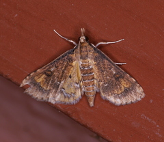 Niphograpta albiguttalis