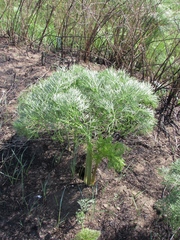 Ferula songarica