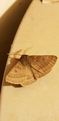 Anthela rubeola