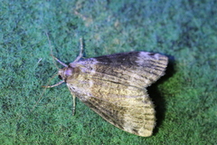 Tetheella fluctuosa