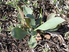 Goniolimon speciosum