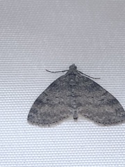 Lobophora nivigerata