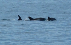 Lagenorhynchus albirostris