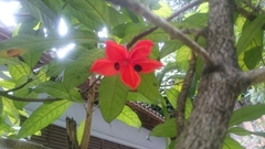 Sterculia parviflora