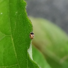 Diomus tucumanus