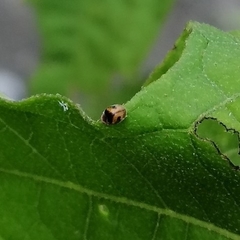Diomus tucumanus