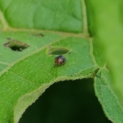 Diomus tucumanus