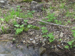 Petasites tatewakianus