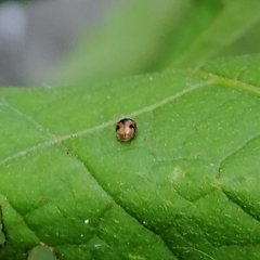 Diomus tucumanus
