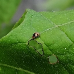 Diomus tucumanus