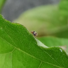 Diomus tucumanus
