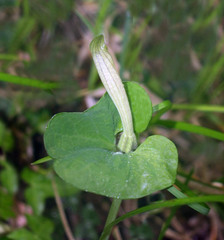 Aristolochia lutea