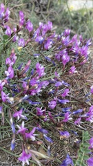 Astragalus subuliformis