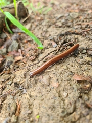 Pachyiulus hungaricus