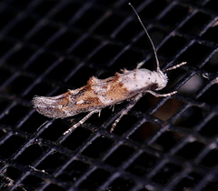 Mompha rufocristatella