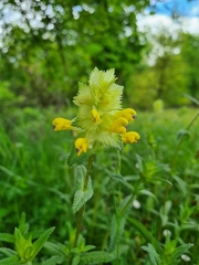 Rhinanthus alectorolophus
