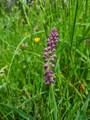 Muscari comosum