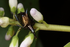 Scolopterus tetracanthus