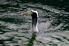 Phalacrocorax punctatus oliveri