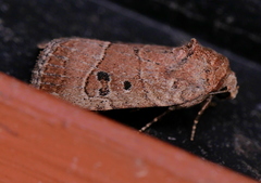 Elaphria fuscimacula