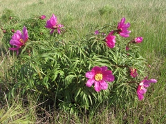 Paeonia hybrida