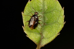 Deraeocoris maoricus