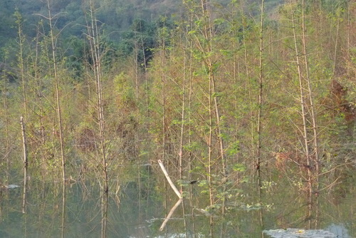 dawn redwood (Metasequoia glyptostroboides)