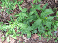 Rorippa indica